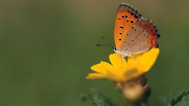 1024Butterfly531